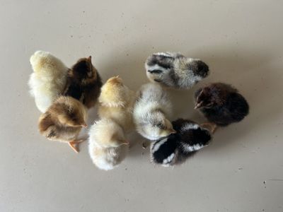 Baby Chicks, Barnyard Mix