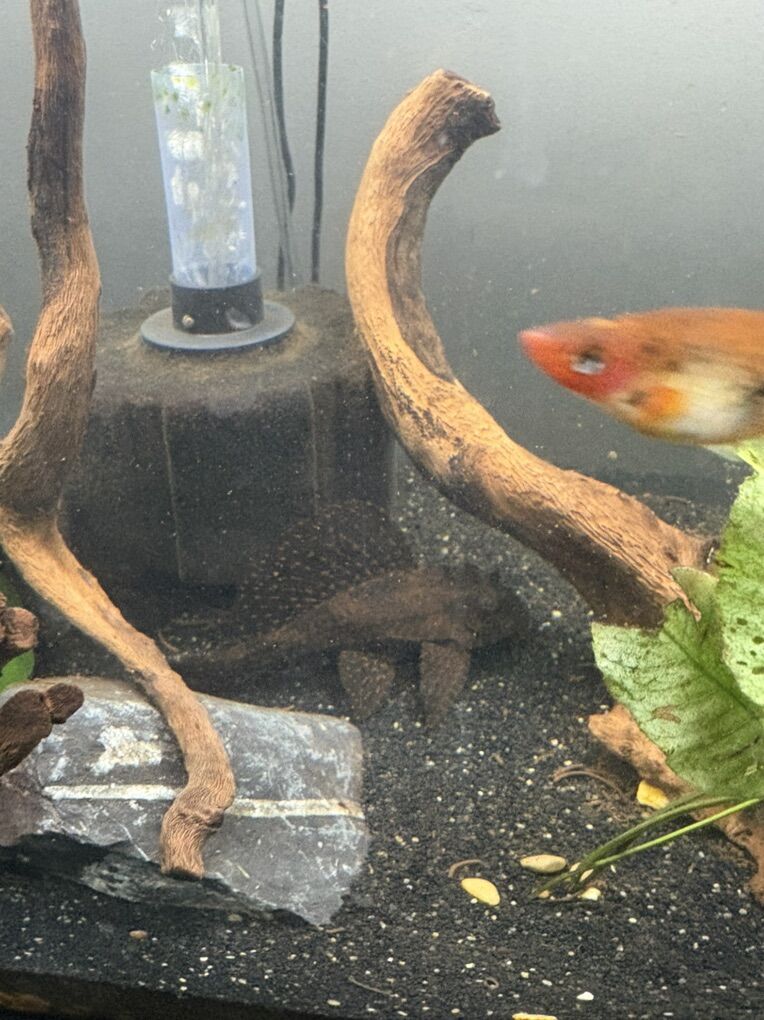 FREE Calico Common Pleco