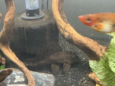 FREE Calico Common Pleco