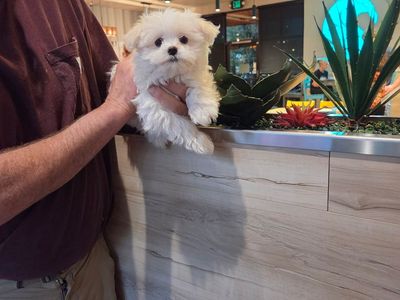 AKC Maltese Male