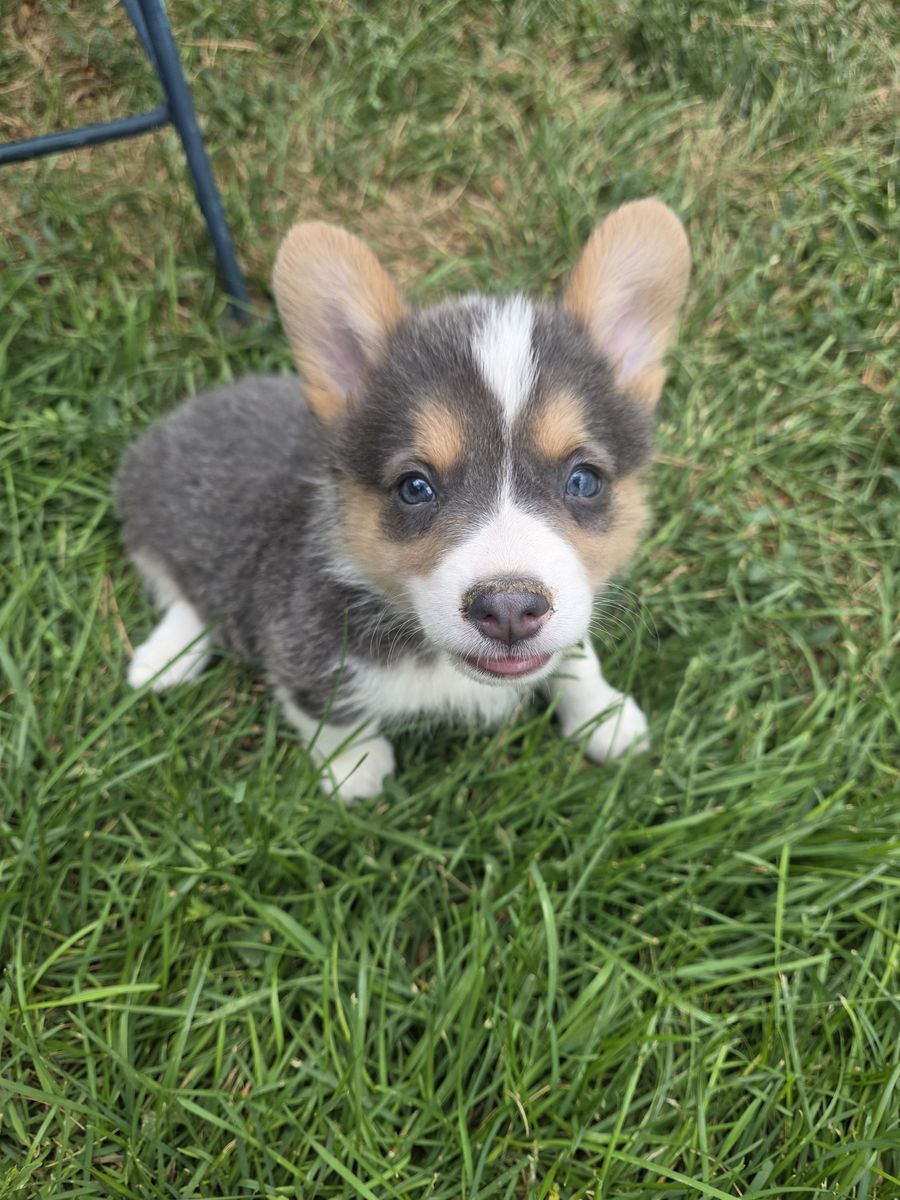 Gorgeous Corgi Puppies! Lifetime Health Guaranteed!