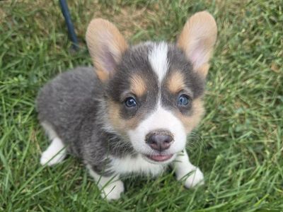 Gorgeous Corgi Puppies! Lifetime Health Guaranteed!