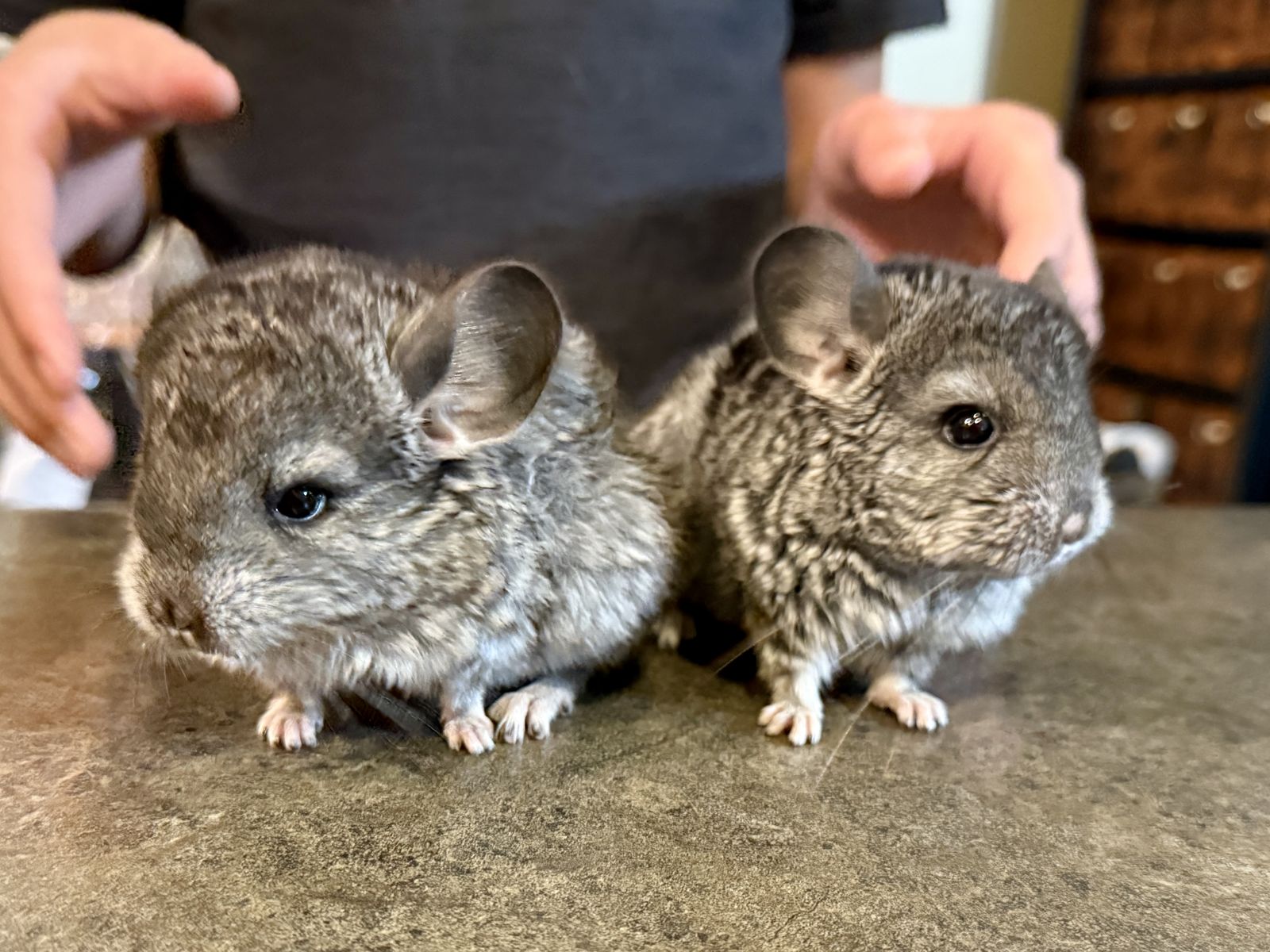 Chinchillas
