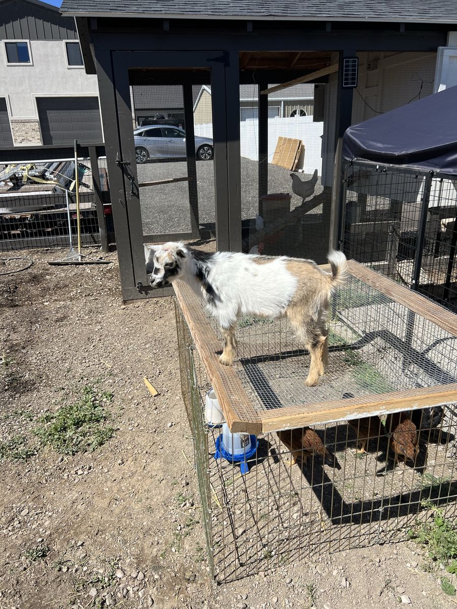 Nigerian Dwarf Bucklings