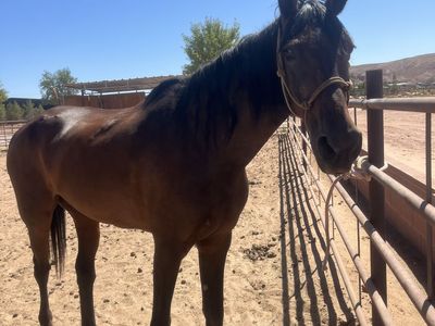 Gated walking horse