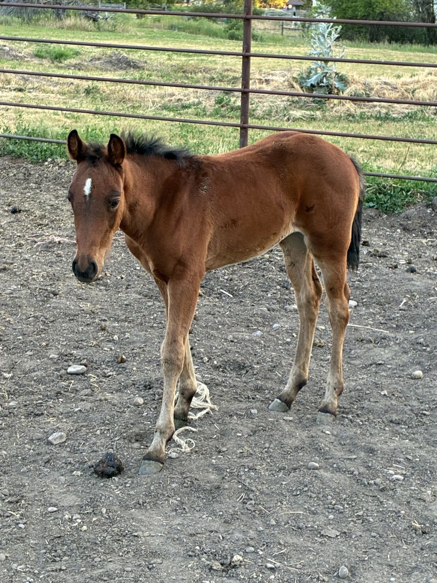 Aqha filly