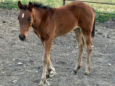 Aqha filly