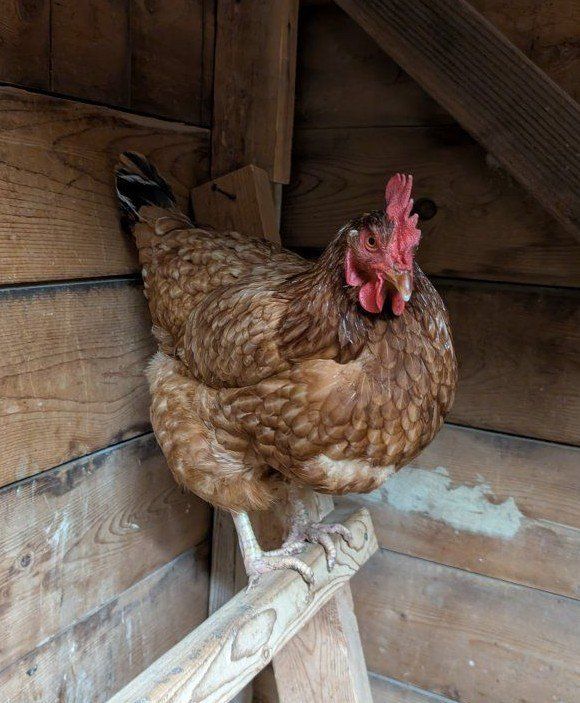4 laying hens for sale