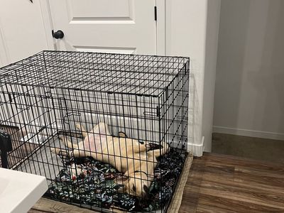 Large & small Dog Crate