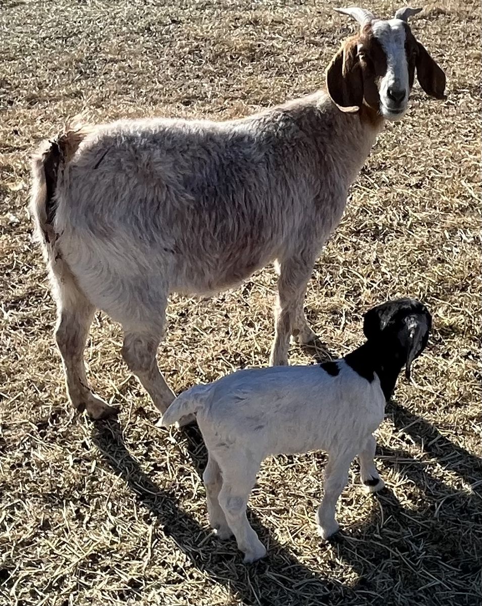 Boer Doeling