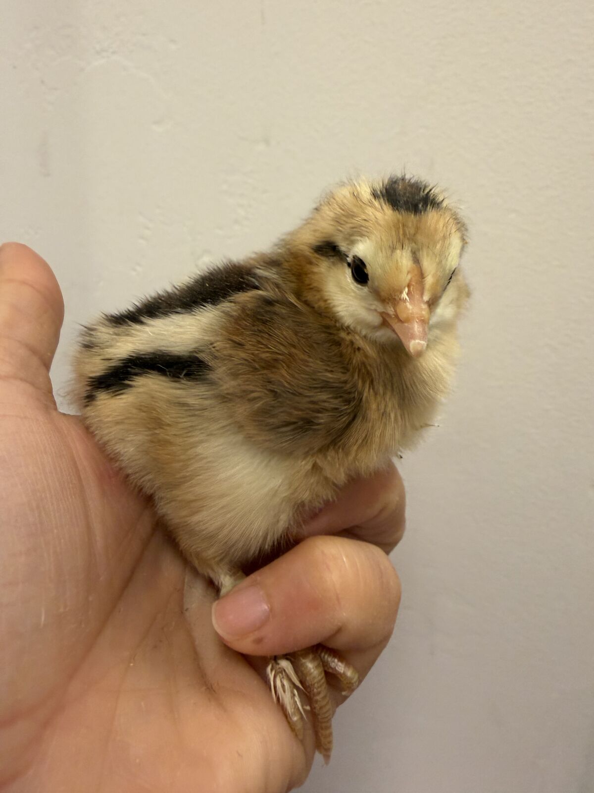 Olive eggers and black copper maran chicks buy 10 deal!
