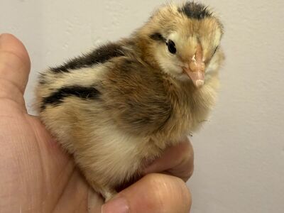 Olive eggers and black copper maran chicks buy 10 deal!