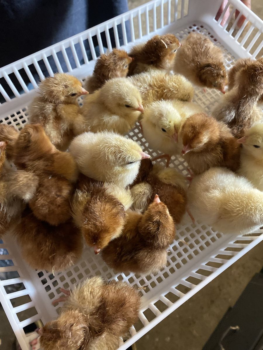 Great time to buy chicks! (Read desc.) RIR chicks