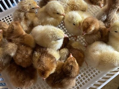 Great time to buy chicks! (Read desc.) RIR chicks