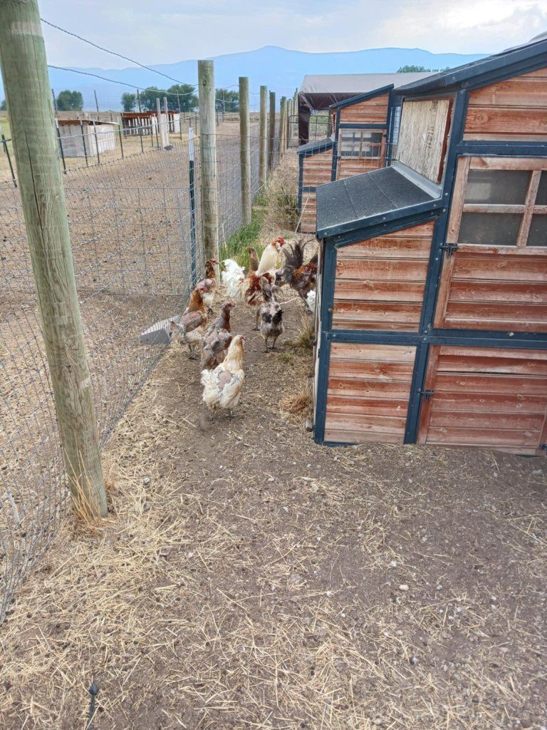 Chickens for Sale