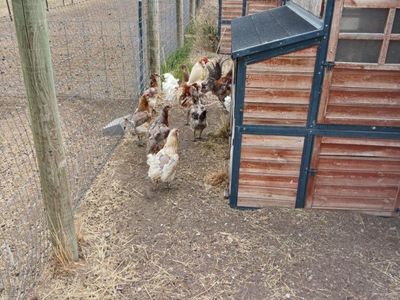 Chickens for Sale
