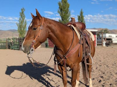 Gus - Heel horse with reined cowhorse background