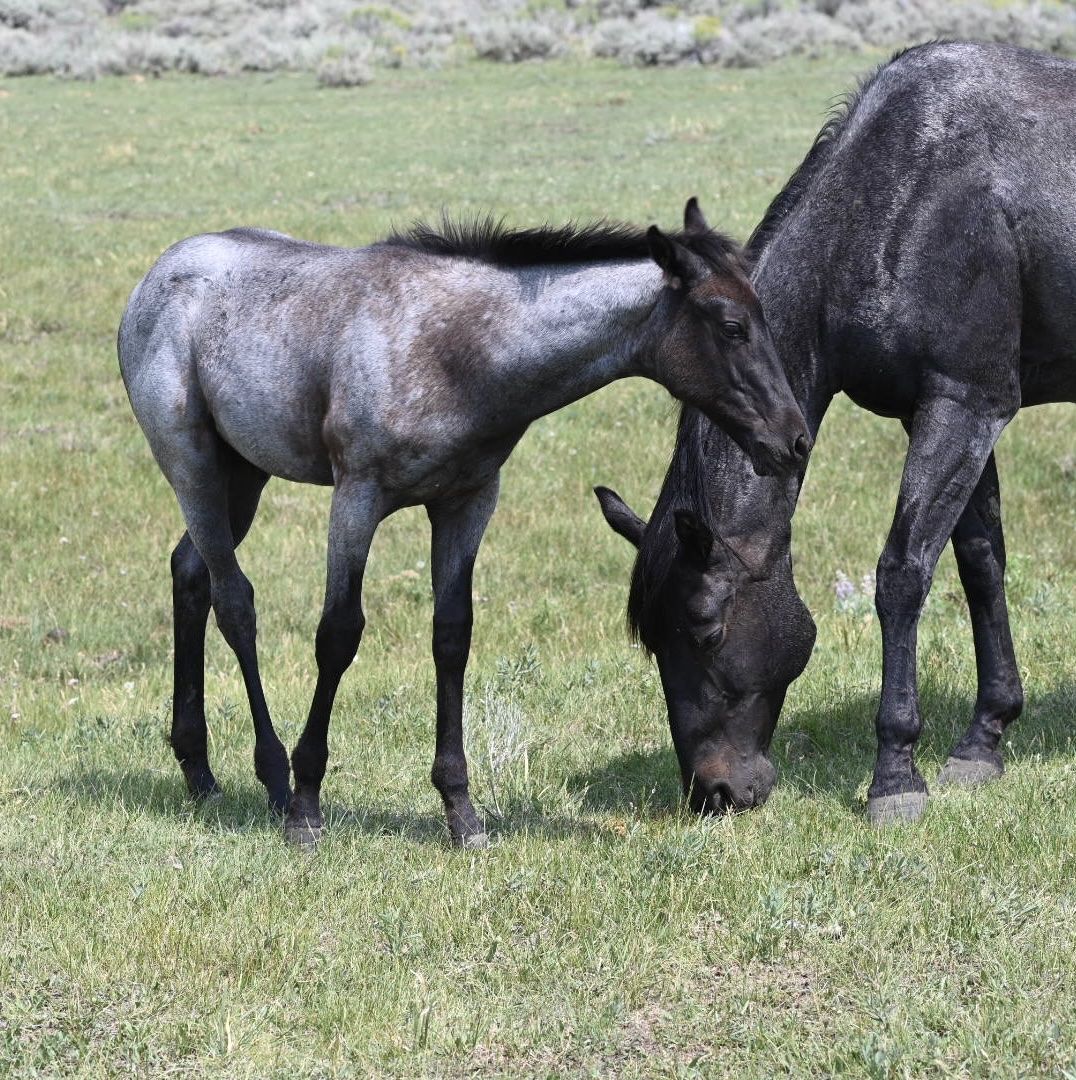 2014 AQHA Brown Roan Mare