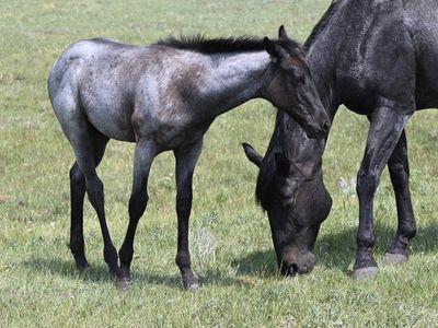 2014 AQHA Brown Roan Mare