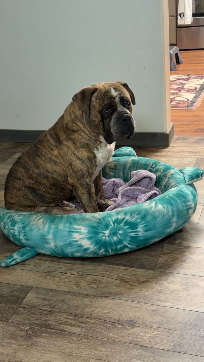 Old English Bulldog