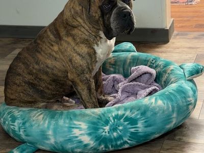 Old English Bulldog