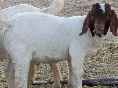 purebed boer commercial buckling