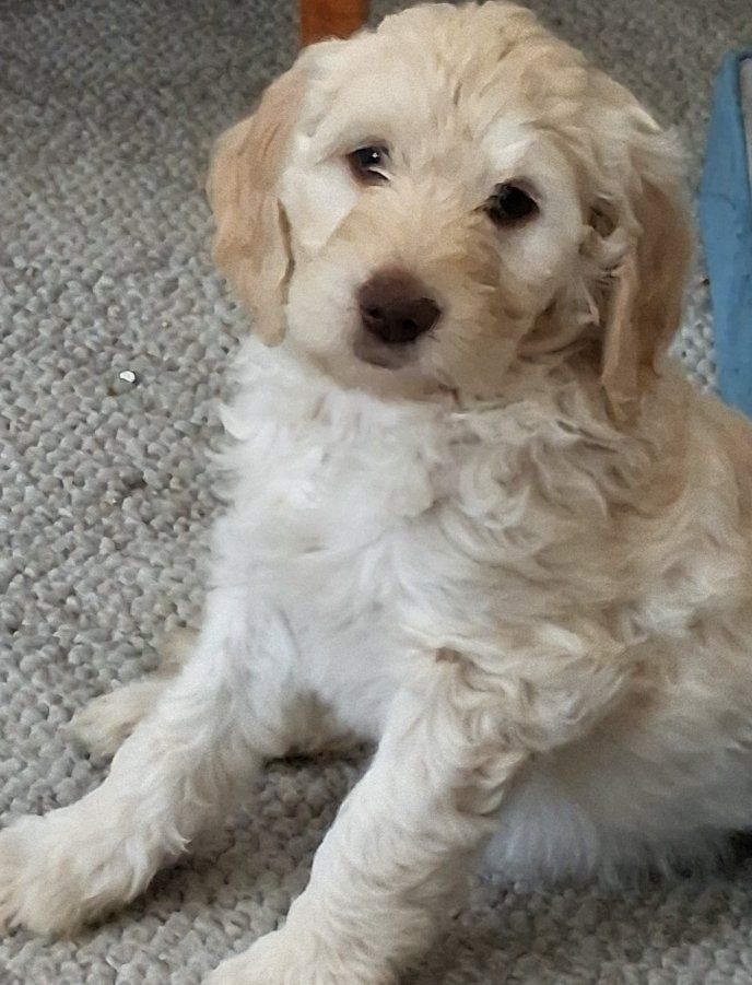 Golden Doodle Puppies