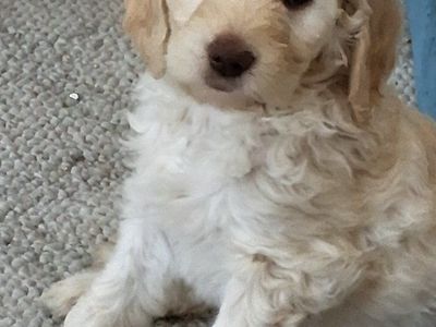 Golden Doodle Puppies