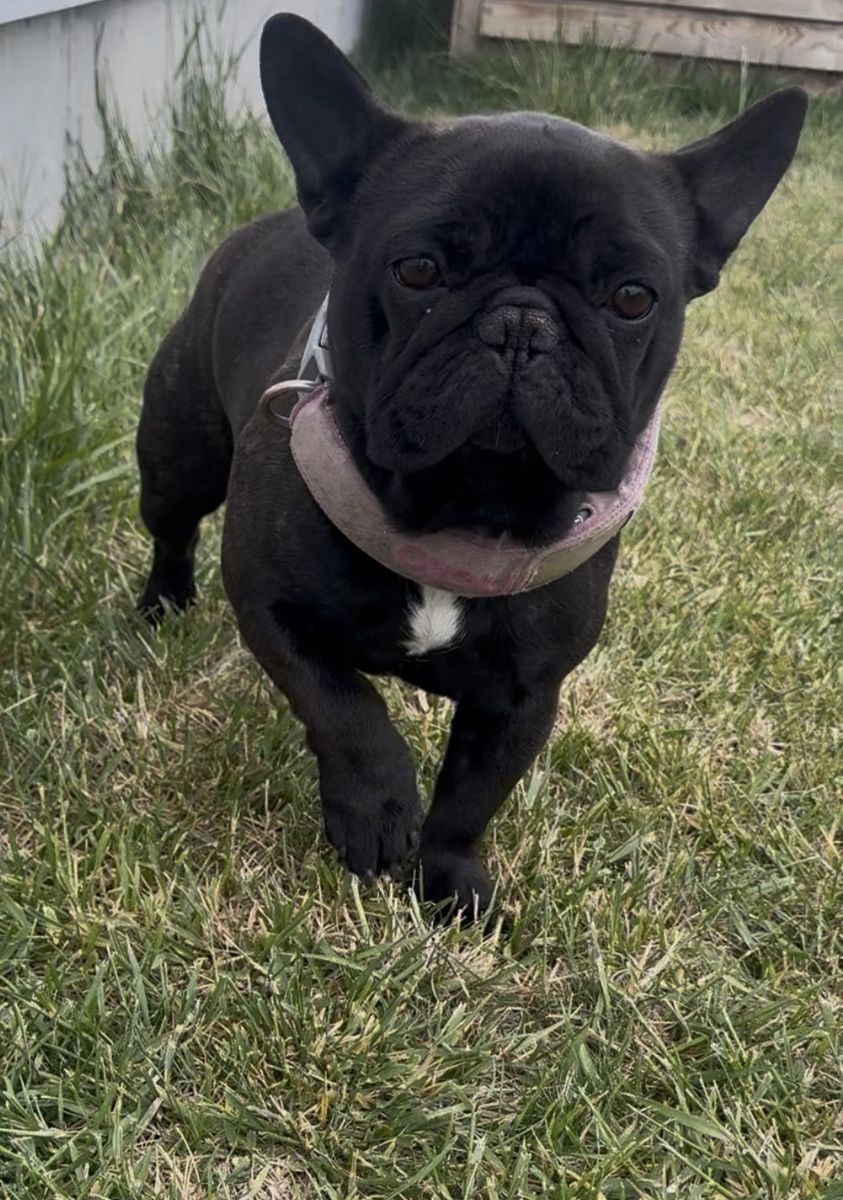 AKC French Bulldog