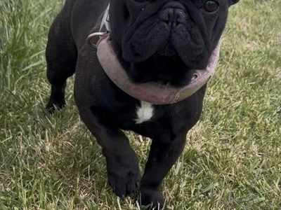 AKC French Bulldog