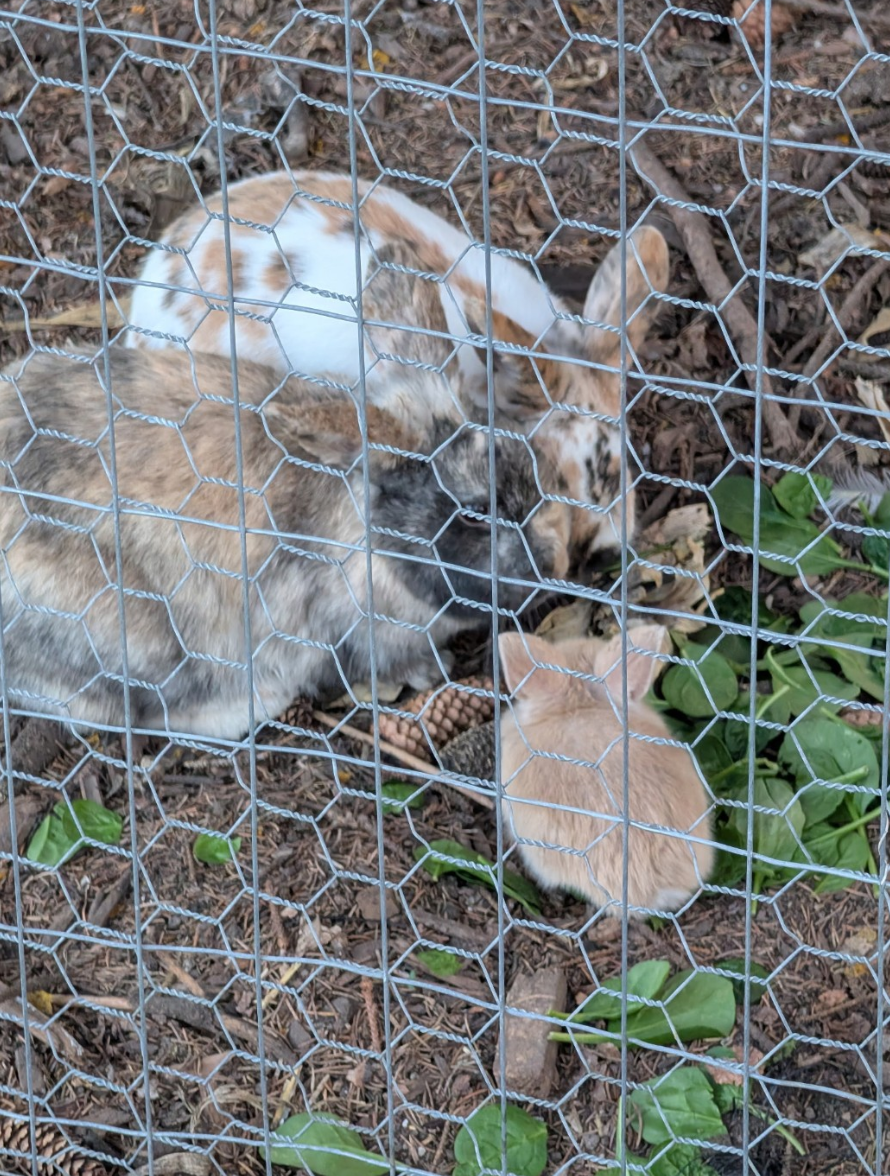 Bonded Pair of Dwarf Cross Rabbits