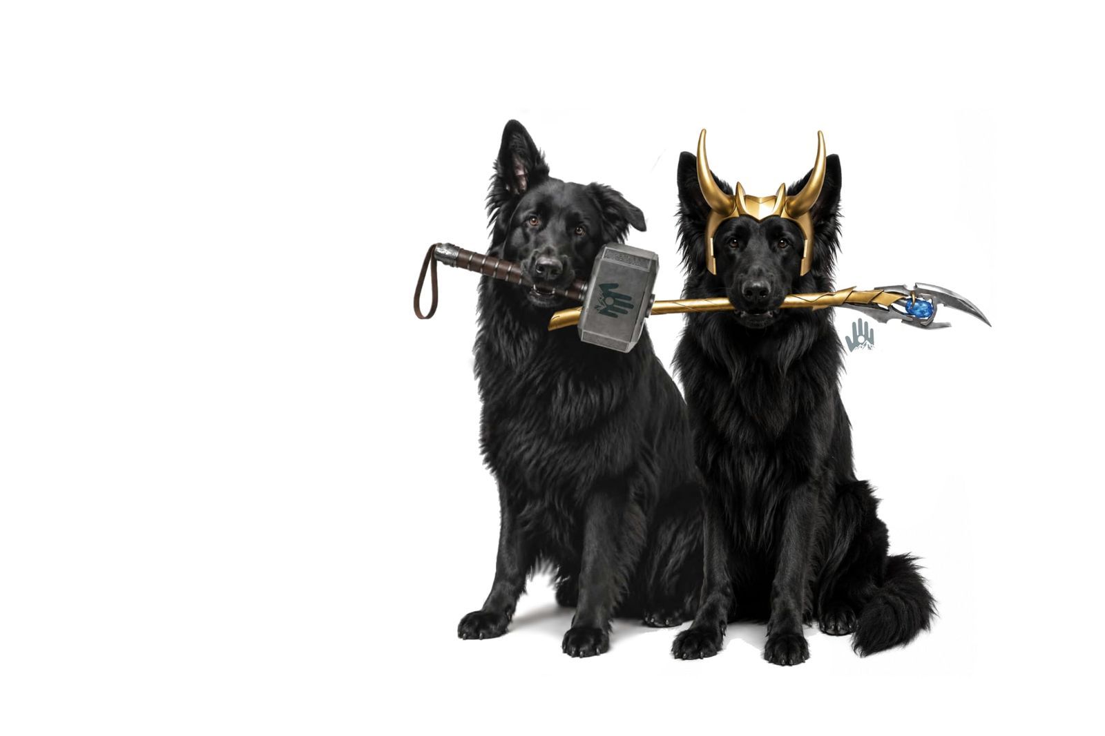 Multiple German Shepherd Long Hairs