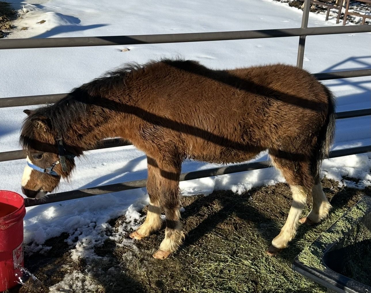 Pony Colt