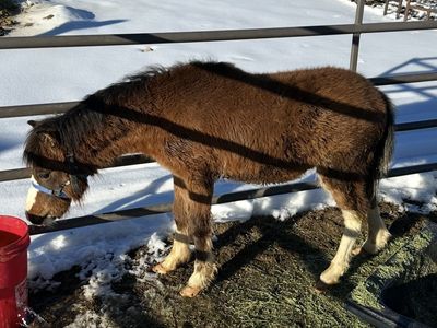 Pony Colt
