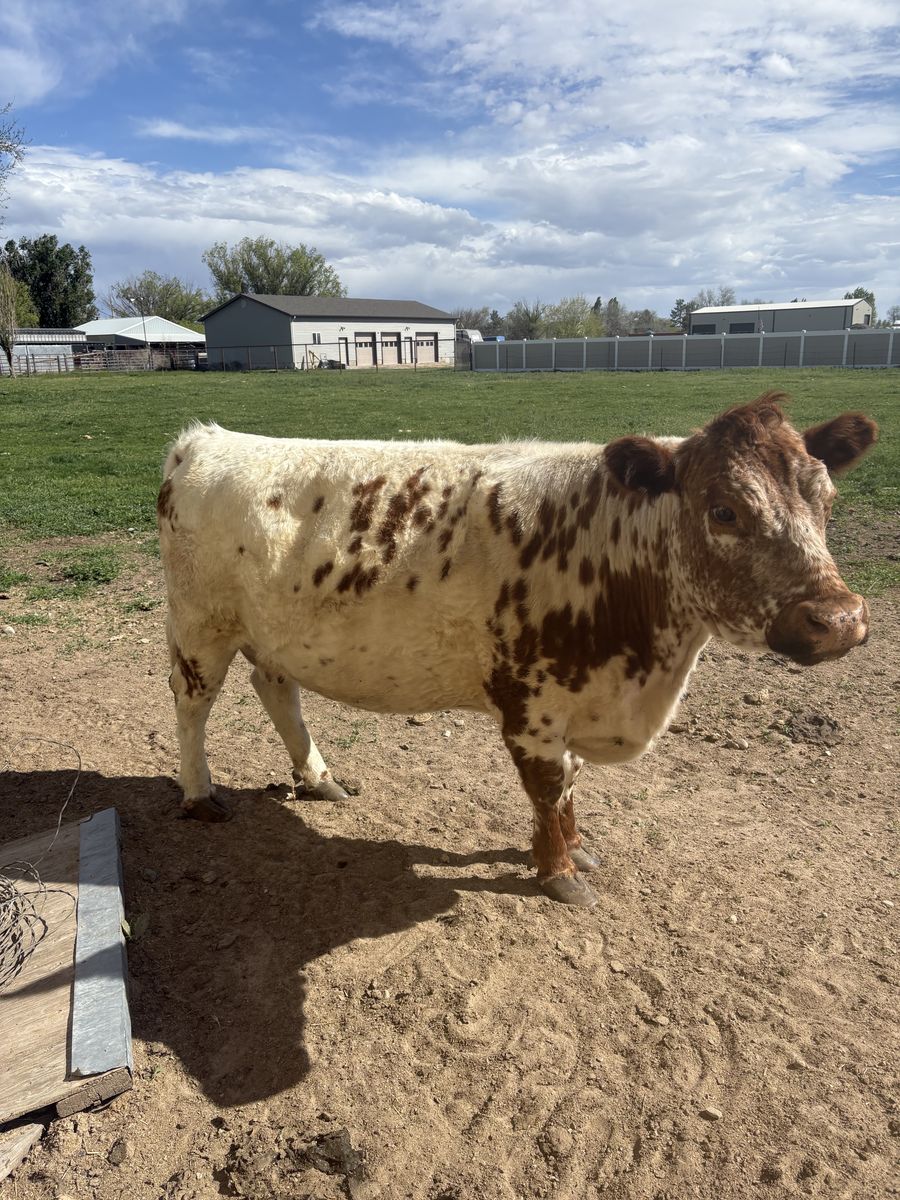 Polled long horn cow.