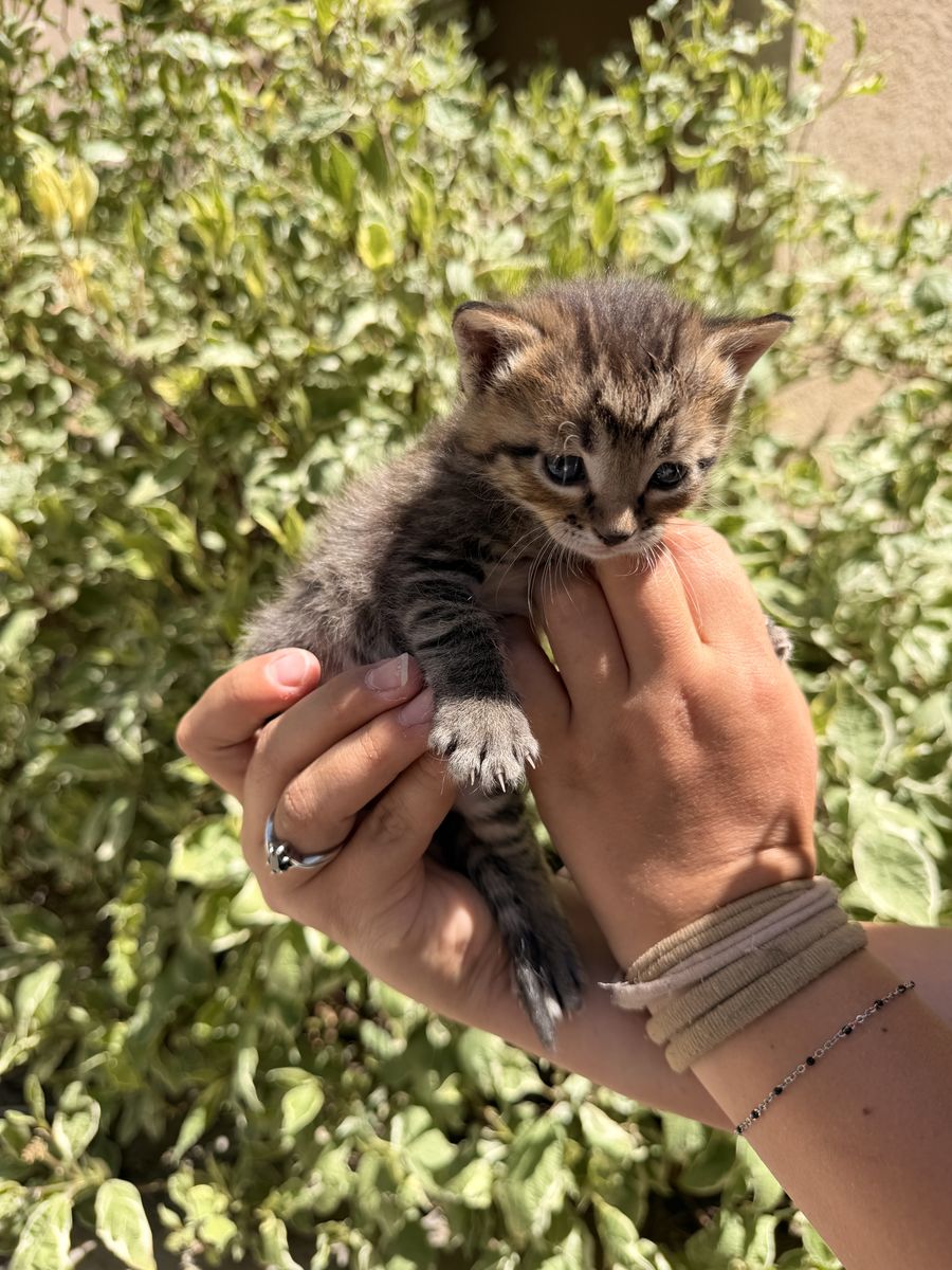 9 Baby kittens - litter trained, held daily, and trained mousers ready to go home June 19th