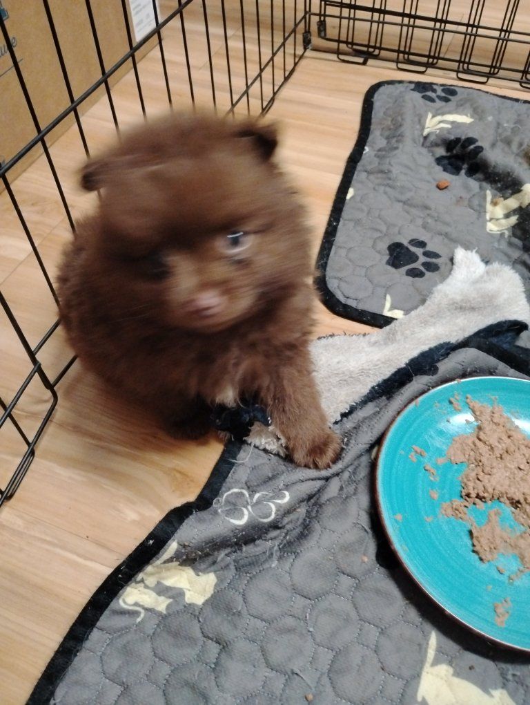 Pomeranian Pups