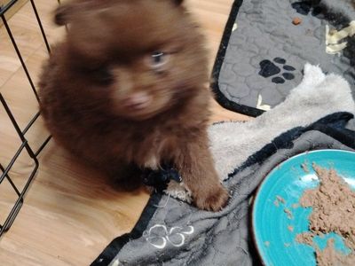 Pomeranian Pups
