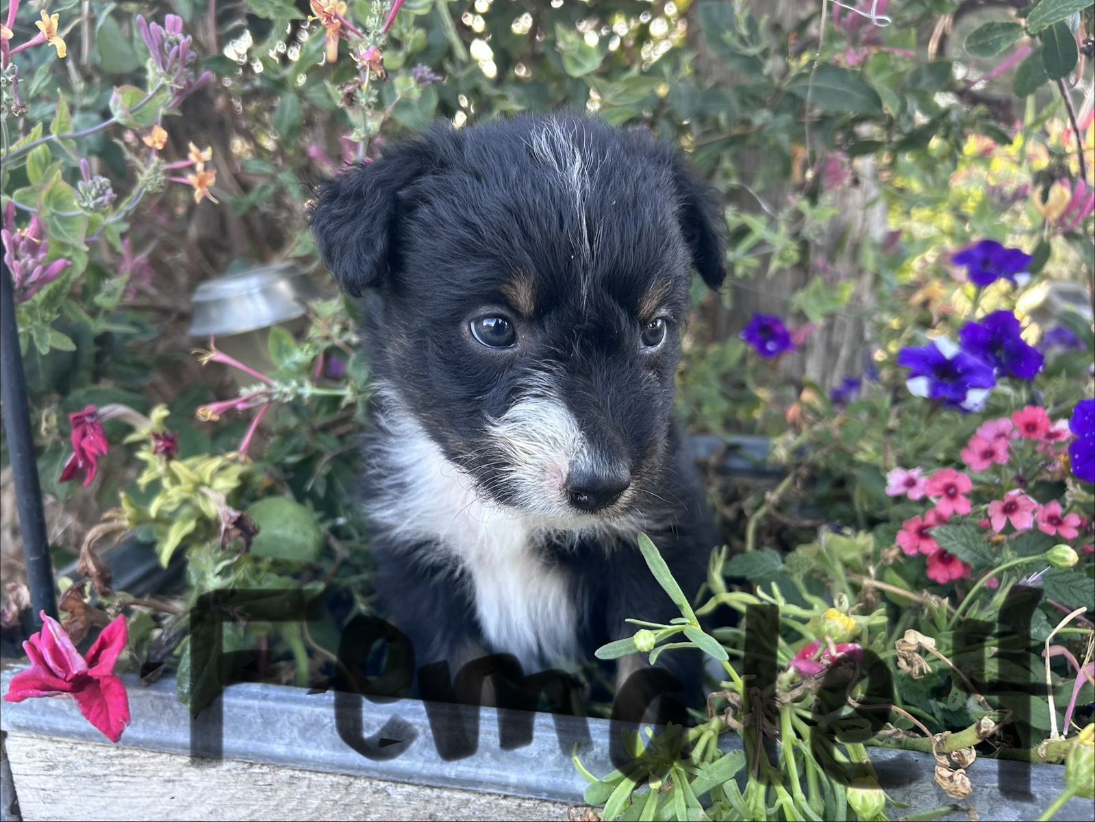 Idaho Shag/Border Collie puppies