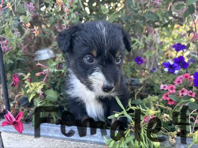 Idaho Shag/Border Collie puppies