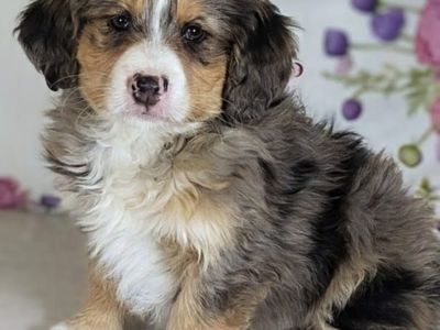 Boy Wyatt — Big Personality, Bigger Cuddles!