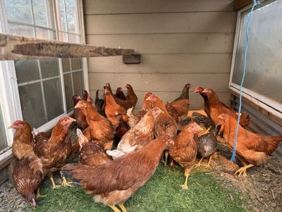 Point of laying hens