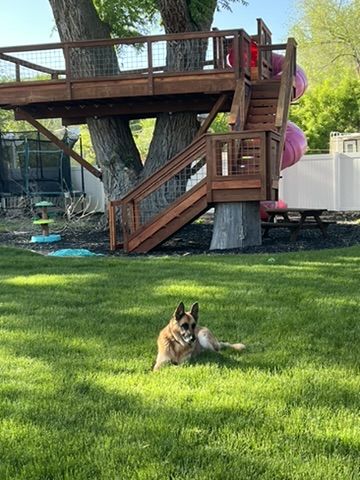 Rehoming Sophie, our senior female german shepherd in Springville