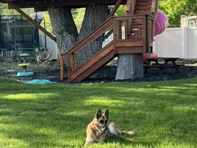 Rehoming Sophie, our senior female german shepherd in Springville
