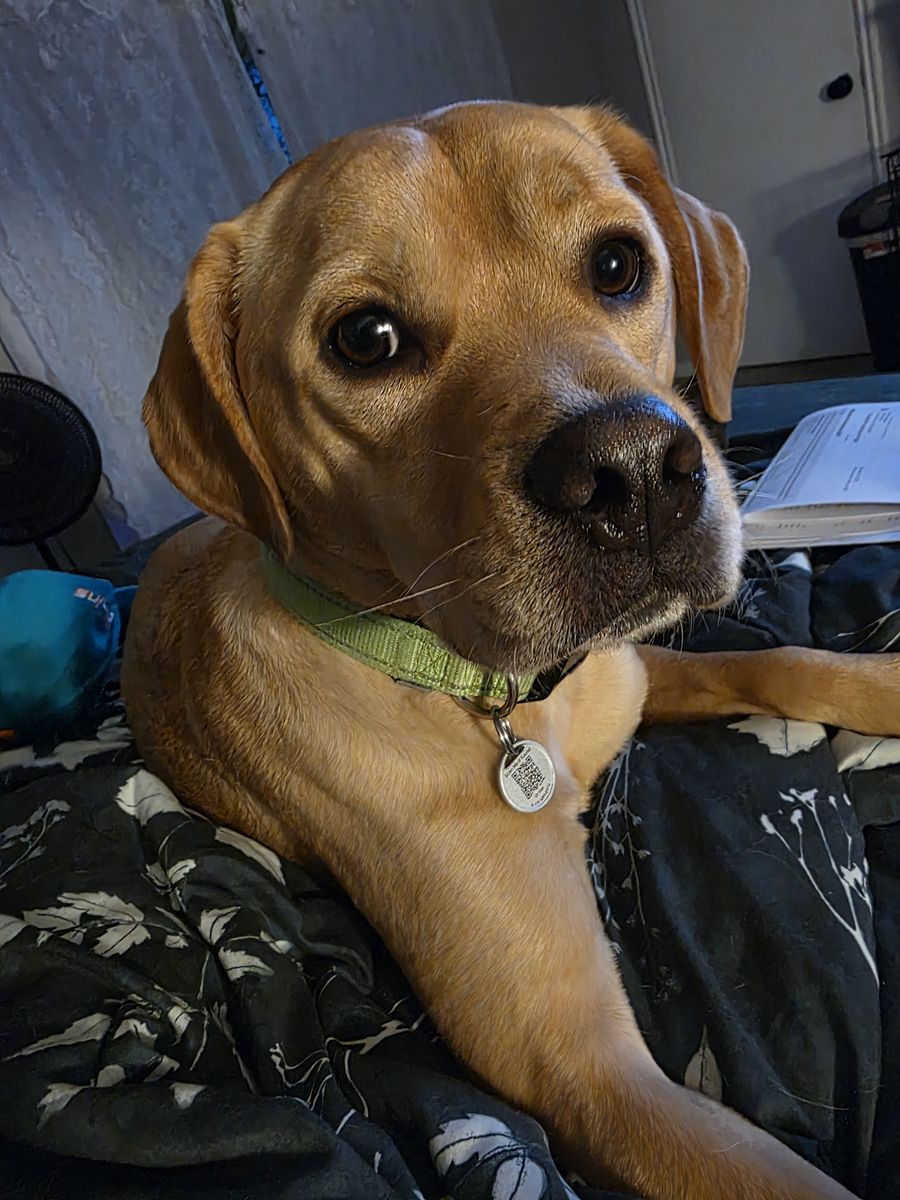 ISO Private Yard or Space for Dogs