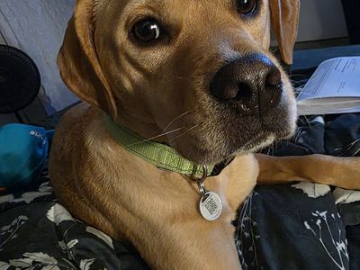 ISO Private Yard or Space for Dogs