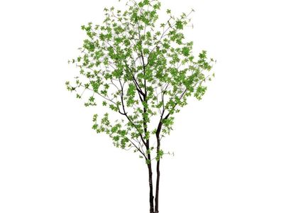 Nearly Natural 10ft. Artificial Minimalist Enkianthus Tree