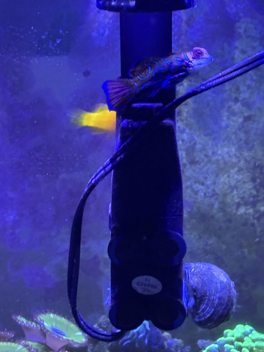 Female Mandarin Goby