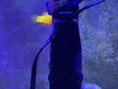 Female Mandarin Goby