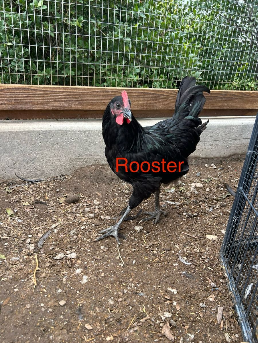 Young Jersey Giant Roosters and Hen